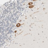 ab121853, at a 1/325 dilution, staining C1orf124 in Purkinje cells of paraffin-embedded Human cerebellum tissue by Immunohistochemistry.