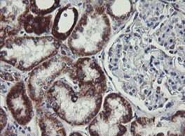 Immunohistochemical analysis of paraffin embedded Human kidney tissue labeling C1ORF151 with ab150339 at 1/150.