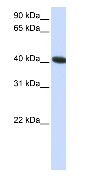 Anti-C1orf159 antibody (ab87083) at 1 µg/ml (in 5% skim milk / PBS buffer) + HepG2 cell lysate at 10 µgSecondaryHRP conjugated anti-Rabbit IgG at 1/50000 dilution