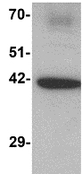Anti-C1orf187 antibody (ab117452) at 1 µg/ml + Rat cerebellum tissue lysate at 15 µg