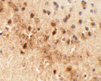 Immunohistochemical analysis of mouse brain tissue, staining C1orf187 with ab117452 at 5 µg/ml.