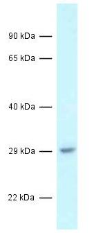 Anti-C1orf43 antibody (ab118690) at 1 µg/ml + Mouse liver lysate at 10 µg