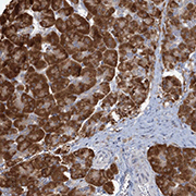 ab122542, at 1/2500 dilution, staining C1orf49 in paraffin-embedded Human pancreas tissue by Immunohistochemistry.