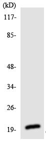 Anti-C1orf57 antibody (ab135973) at 1/500 dilution + HUVEC cell lysate at 30 µg