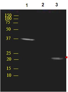 All lanes : Anti-C1orf57 antibody (ab69907)Lane 1 : 293T lysate at 20 µlLane 2 : 293T Lysate at 10 µlLane 3 : Clorf57 transfected 293T lysate at 15 µlSecondaryGoat anti-mouse IgG-HRP at 1/5000 dilutiondeveloped using the ECL technique