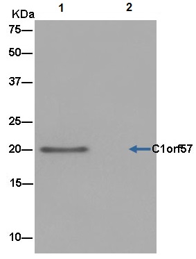 Western blot analysis on immunoprecipitation pellet from Jurkat cell lysate (lane 1) or negative control (lane 2), labeling C1orf57 immunoprecipitated using ab182155 at 1/50 dilution and HRP-conjugated anti-rabbit IgG preferentially detecting the non-reduced form of rabbit IgG.