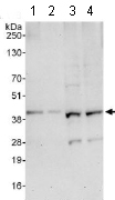 All lanes : Anti-C1orf80 antibody (ab117780) at 0.04 µg/mlLane 1 : HeLa whole cell lysate at 50 µgLane 2 : HeLa whole cell lysate at 15 µgLane 3 : Jurkat whole cell lysate at 50 µgLane 4 : 293T whole cell lysate at 50 µgdeveloped using the ECL technique