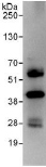 Detection of C1orf80 by Western Blot of Immunprecipitate. ab117780 at 0.4µg/ml staining C1orf80 in HeLa whole cell lysate immunoprecipitated using ab117780 at 6µg/mg lysate (1 mg/IP; 20% of IP loaded/lane). Detection: Chemiluminescence with exposure time of 10 seconds.