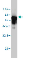 Western blot against tagged recombinant protein immunogen using ab54721 Acid Phosphatase 2 antibody at 1ug/ml. 