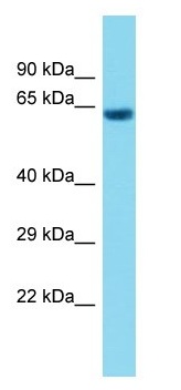 Anti-C1orf94 antibody - C-terminal (ab157651) at 1 µg/ml + Human fetal heart lysate at 10 µg