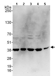 All lanes : Anti-C20orf77 antibody (ab137246) at 0.1 µg/mlLane 1 : HeLa whole cell lysate at 50 µgLane 2 : HeLa whole cell lysate at 15 µgLane 3 : 293T whole cell lysate at 50 µgLane 4 : Jurkat whole cell lysate at 50 µgLane 5 : mouse NIH3T3 cells at 50 µgdeveloped using the ECL technique