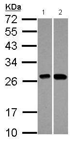 All lanes : Anti-C21orf33 antibody (ab125694) at 1/1000 dilutionLane 1 : A549 cell lysateLane 2 : HepG2 cell lysateLysates/proteins at 30 µg per lane.