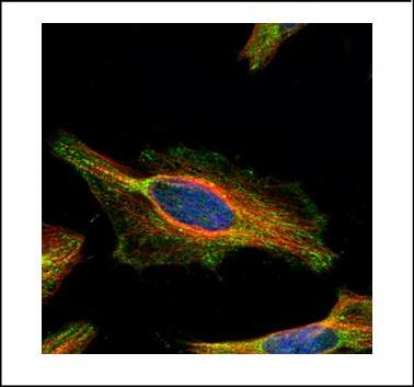 ab125694, at 1/500 dilution, staining C21orf33 (Green) in Methanol-fixed HeLa cells by Immunocytochemistry/Immunofluorescence.