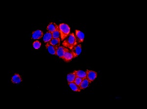 Immunofluorescent staining of HepG2 cells labeling C21orf33 using ab181366 at a 1/100 dilution (red) with DAPI nuclear staining (blue).