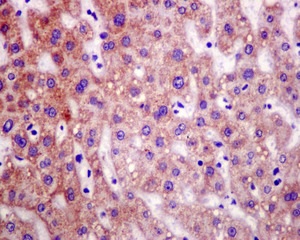 Immunohistochemical analysis of paraffin-embedded Human liver tissue labeling C21orf33 using ab181366 at a 1/50 dilution