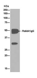 Western blot analysis of Jurkat cell lysate immunoprecipitated using ab181173 at 1/50 dilution. Goat Anti-Rabbit IgG, (H+L), Peroxidase conjugated secondary antibody used at 1/1000 dilution.