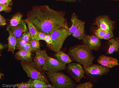 ICC/IF image of ab84746 stained DU145 cells. The cells were 4% paraformaldehyde fixed (10 min) and then incubated in 1%BSA / 10% normal goat serum / 0.3M glycine in 0.1% PBS-Tween for 1h to permeabilise the cells and block non-specific protein-protein interactions. The cells were then incubated with the antibody (ab84746, 5µg/ml) overnight at +4°C. The secondary antibody (green) was ab96879, DyLight® 488 goat anti-rabbit IgG (H+L) used at a 1/250 dilution for 1h. Alexa Fluor® 594 WGA was used to label plasma membranes (red) at a 1/200 dilution for 1h. DAPI was used to stain the cell nuclei (blue) at a concentration of 1.43µM.