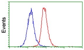 Flow cytometric Analysis of Hela cells, using ab119079 at a dilution of 1/100 (Red), compared to a nonspecific negative control antibody (Blue).
