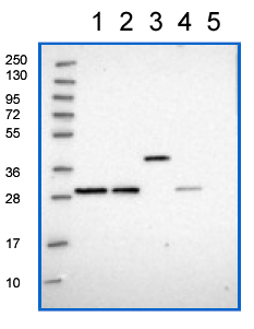 All lanes : Anti-C2orf49 antibody (ab150914) at 1/100 dilutionLane 1 : RT4 lysateLane 2 : U 251 MG lysateLane 3 : Human plasma lysateLane 4 : Human liver lysateLane 5 : Human tonsil lysate
