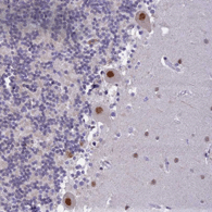 Immunohistochemical analysis of Paraffin-embedded Human cerebellum tissue labeling C2orf49 with ab150914 at 1/200 dilution.