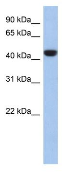 Anti-C2orf53 antibody (ab87572) at 1 µg/ml (in 5% skim milk / PBS buffer) + 721_B cell lysate at 10 µgSecondaryHRP conjugated anti-Rabbit IgG at 1/50000 dilution