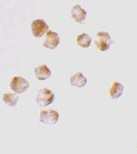ab7352 at 10µg/ml staining Acinus in K562 cells by ICC/IF
