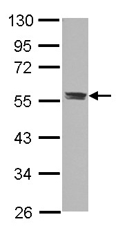 Anti-C3a Receptor antibody (ab126250) at 1/3000 dilution + A549 whole cell lysate at 30 µg