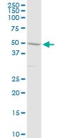 Anti-C3a Receptor antibody (ab103629) at 5 µg/ml + Human liver tissue lysate at 50 µg