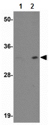Lane 1 :  Anti-C3orf54 antibody (ab118594) at 1 µg/mlLane 2 :  Anti-C3orf54 antibody (ab118594) at 2 µg/mlLane 1 : EL4 cell lysate Lane 2 : EL4 cell lysate 