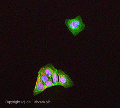 ICC/IF image of ab47788 stained MCF-7 cells. The cells were 4% formaldehyde fixed (10 min) and then incubated in 1%BSA / 10% normal donkey serum / 0.3M glycine in 0.1% PBS-Tween for 1h to permeabilise the cells and block non-specific protein-protein interactions. The cells were then incubated with the antibody ab47788 at 10µg/ml overnight at +4°C. The secondary antibody (green) was DyLight® 488 donkey anti- goat (ab96931) IgG (H+L) used at a 1/250 dilution for 1h. Alexa Fluor® 594 WGA was used to label plasma membranes (red) at a 1/200 dilution for 1h. DAPI was used to stain the cell nuclei (blue) at a concentration of 1.43µM.
