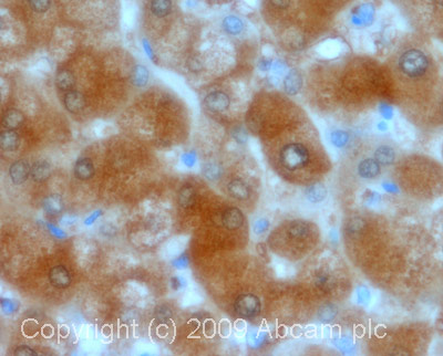 IHC image of ab66791 staining in human normal liver formalin fixed paraffin embedded tissue section, performed on a Leica BondTM system using the standard protocol F. The section was pre-treated using heat mediated antigen retrieval with sodium citrate buffer (pH6, epitope retrieval solution 1) for 20 mins. The section was then incubated with ab66791, 5µg/ml, for 15 mins at room temperature and detected using an HRP conjugated compact polymer system. DAB was used as the chromogen. The section was then counterstained with haematoxylin and mounted with DPX. For other IHC staining systems (automated and non-automated) customers should optimize variable parameters such as antigen retrieval conditions, primary antibody concentration and antibody incubation times.