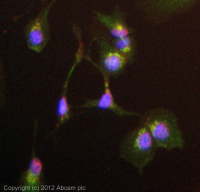 ICC/IF image of ab66791 stained HepG2 cells. The cells were 4% formaldehyde (10 min) and then incubated in 1%BSA / 10% normal goat serum / 0.3M glycine in 0.1% PBS-Tween for 1h to permeabilise the cells and block non-specific protein-protein interactions. The cells were then incubated with the antibody (ab66791, 10µg/ml) overnight at +4°C. The secondary antibody (green) was ab96899 Dylight 488 goat anti-rabbit IgG (H+L) used at a 1/250 dilution for 1h. Alexa Fluor® 594 WGA was used to label plasma membranes (red) at a 1/200 dilution for 1h. DAPI was used to stain the cell nuclei (blue) at a concentration of 1.43µM.