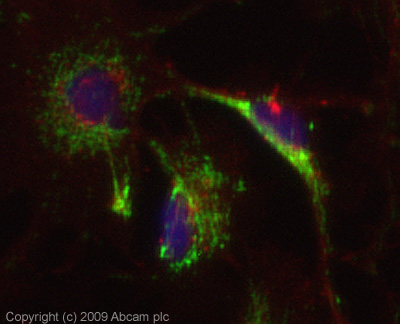 ICC/IF image of ab87424 stained HepG2 cells. The cells were 100% Methanol fixed (5 min) and then incubated in 1%BSA / 10% normal Goat serum / 0.3M glycine in 0.1% PBS-Tween for 1h to permeabilise the cells and block non-specific protein-protein interactions. The cells were then incubated with the antibody (ab87424, 5µg/ml) overnight at +4°C. The secondary antibody (green) was Alexa Fluor® 488 Goat anti-Rabbit IgG (H+L) used at a 1/1000 dilution for 1h. Alexa Fluor® 594 WGA was used to label plasma membranes (red) at a 1/200 dilution for 1h. DAPI was used to stain the cell nuclei (blue) at a concentration of 1.43µM. This antibody also gave a positive result in 100% Methanol fixed (5 min) HeLa, and MCF-7 cells at 5µg/ml.