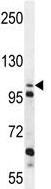 Anti-C4orf21 antibody - N-terminal (ab170344) at 1/100 dilution + K562 cell line lysates at 35 µg