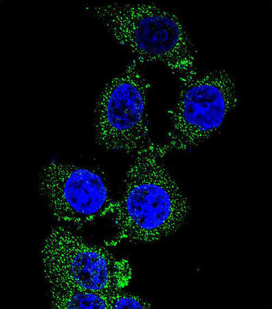 Immunofluorescence analysis of 293 cells labeling C4orf21 with ab170344 at 1/10 dilution. Followed by Alexa Fluor 488-conjugated goat anti-rabbit lgG (green). DAPI was used to stain the cell nuclear (blue).
