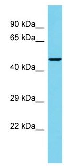 Anti-C4orf29 antibody - C-terminal (ab157564) at 1 µg/ml + 293T whole cell lysate at 10 µg