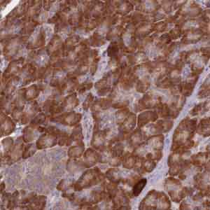 Immunohistochemical analysis of paraffin-embedded Human pancreas tissue labeling C4orf34 with ab151132 at 1/10 dilution.