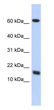 Anti-C4orf46 antibody (ab87060) at 1 µg/ml (5% skim milk / PBS buffer) + transfected 293T cell lysate at 10 µgSecondaryHRP conjugated anti-Rabbit IgG at 1/50000 dilution