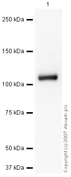 Anti-C5 / C5b antibody (ab46168) at 1 µg/ml + Human Complement C5 Protein at 0.1 µgSecondaryGoat polyclonal to Rabbit IgG - H&L - Pre-Adsorbed (HRP) at 1/3000 dilutionPerformed under reducing conditions.