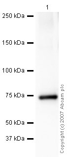 Anti-C5 / C5b antibody (ab46153) at 1 µg/ml + Human Complement C5 Protein at 0.1 µgSecondaryGoat polyclonal to Rabbit IgG - H&L - Pre-Adsorbed (HRP) at 1/3000 dilutionPerformed under reducing conditions.