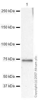 Anti-C5 / C5b antibody (ab46171) at 1 µg/ml + Human Complement C5 Protein at 0.1 µgSecondaryGoat polyclonal to Rabbit IgG - H&L - Pre-Adsorbed (HRP) at 1/3000 dilutionPerformed under reducing conditions.