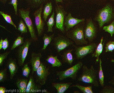 ICC/IF image of ab11877 stained HeLa cells. The cells were 4% formaldehyde fixed (10 min) and then incubated in 1%BSA / 10% normal goat serum / 0.3M glycine in 0.1% PBS-Tween for 1h to permeabilise the cells and block non-specific protein-protein interactions. The cells were then incubated with the antibody (ab11877, 10µg/ml) overnight at +4°C. The secondary antibody (green) was ab96879, DyLight® 488 goat anti-mouse IgG (H+L) used at a 1/250 dilution for 1h. Alexa Fluor® 594 WGA was used to label plasma membranes (red) at a 1/200 dilution for 1h. DAPI was used to stain the cell nuclei (blue) at a concentration of 1.43µM.