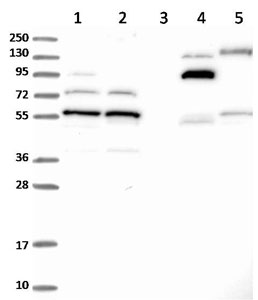 All lanes : Anti-C5orf22 antibody (ab122828) at 1/250 dilutionLane 1 : RT 4 lysateLane 2 : U 251 MG lysateLane 3 : Human plasma lysateLane 4 : Human liver lysateLane 5 : Human tonsil lysatedeveloped using the ECL technique