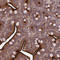 Immunohistochemical analysis of Paraffin-embedded Human small intestine tissue labeling C5orf45 with ab150917 at 1/500 dilution.