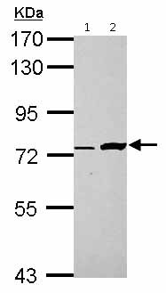 All lanes : Anti-C5orf54 antibody (ab127919) at 1/1000 dilutionLane 1 : H1299 cell lysateLane 2 : MCF-7 cell lysateLysates/proteins at 30 µg per lane.
