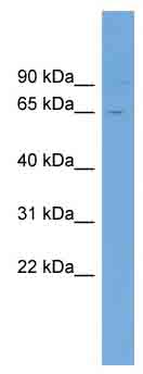 Anti-C5orf54 antibody (ab102070) at 1 µg/ml + 293T cell lysate at 10 µg