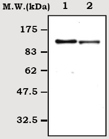 All lanes : Anti-C6 antibody [13H5] (ab71942) at 1/2000 dilutionLane 1 : C6 protein isolated from human plasmaLane 2 : Human plasma at 0.5 µl