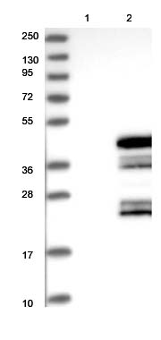All lanes : Anti-C6orf106 antibody (ab122211) at 1/250 dilutionLane 1 : Negative control (vector only transfected HEK293T lysate) Lane 2 : C6orf106 over-expression Lysate (Co-expressed with a C-terminal myc-DDK tag (~3.1 kDa) in mammalian HEK293T cellsdeveloped using the ECL technique