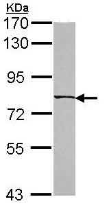 Anti-C6orf97 antibody (ab97814) at 1/1000 dilution + A549 whole cells lysate at 30 µg