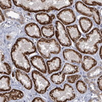 Immunohistochemical analysis of paraffin-embedded Human kidney tissue labelling C7orf26 with ab151160 at 1/50 dilution.